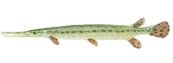 Longnose Gar